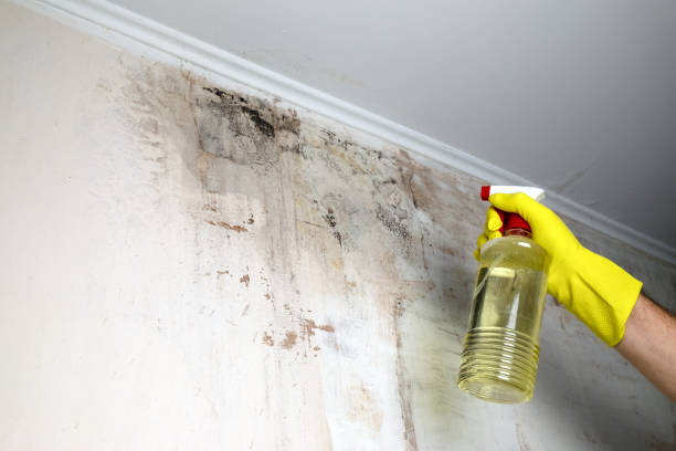 spraying black molds on wall