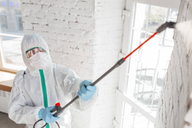 mold removal process