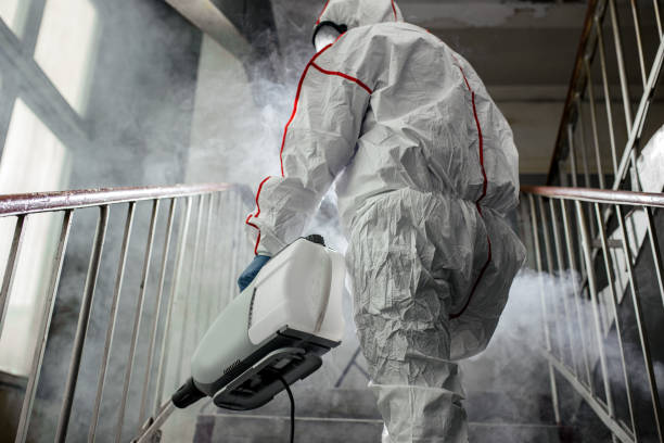 Understanding Different Types of Mold and Their Effects