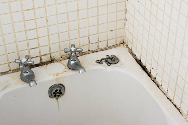 How Water Damage Leads to Mold (and How to Stop It)